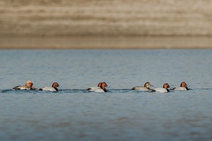 Nette rousse  - Judy Bohen