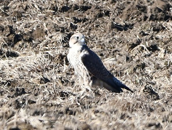 Faucon sacre  - Kacper Berger