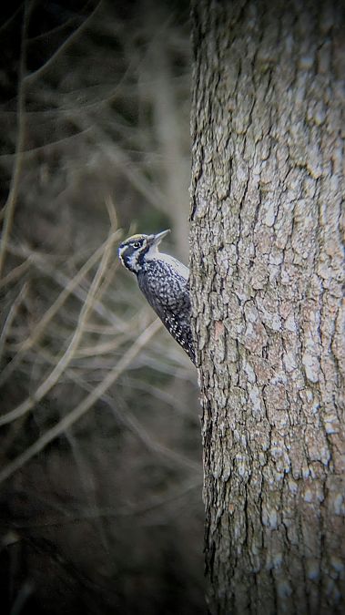 dzięcioł trójpalczasty  - Marcel Rakowski