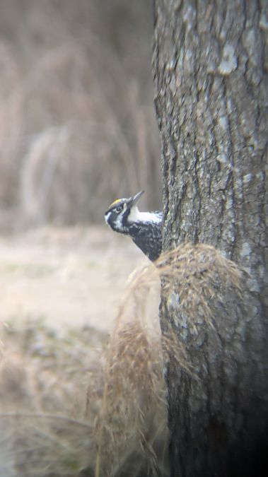 Dreizehenspecht  - Marcel Rakowski