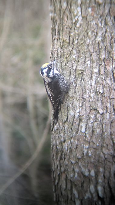 Dreizehenspecht  - Marcel Rakowski