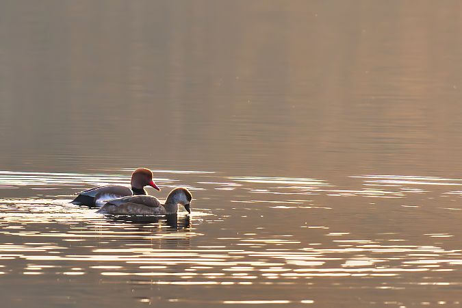 Kolbenente  - Michał Kołodziej
