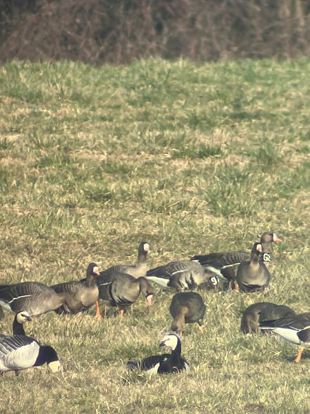 bernikla białolica  - Wojciech Januszkiewicz