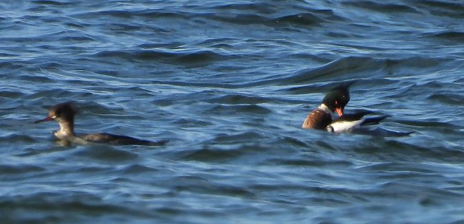 Mittelsäger  - Anna Kreja