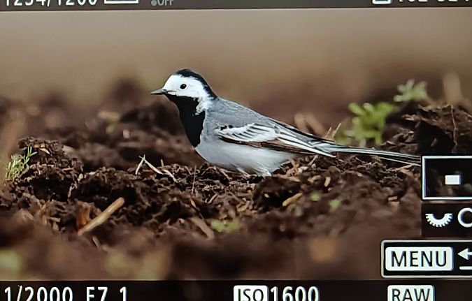 pliszka siwa  - Ryszard Dworak