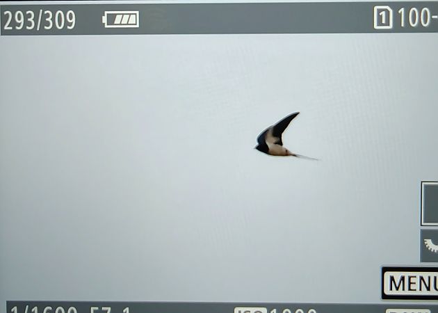 dymówka  - Ryszard Dworak