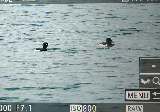 czerniczka  - Ryszard Dworak