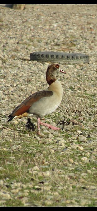kazarka rdzawa x gęsiówka egipska 