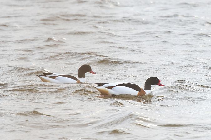 ohar  - Piotr Stobiński