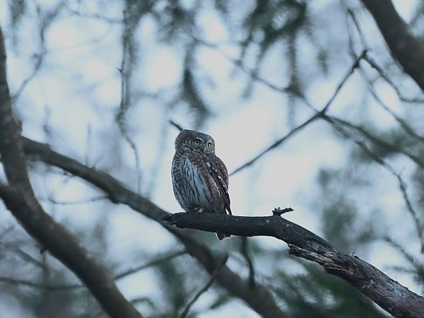 Eurasian Pygmy Owl  - Waldemar Michalak