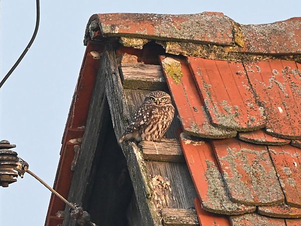 Chevêche d'Athéna  - Waldemar Michalak