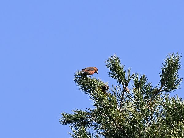 krzyżodziób świerkowy  - Waldemar Michalak