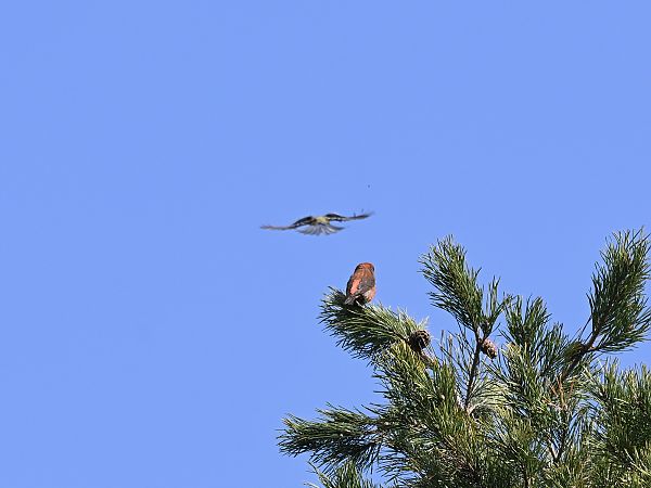 Fichtenkreuzschnabel  - Waldemar Michalak