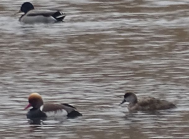 Nette rousse  - Irena Danielecka