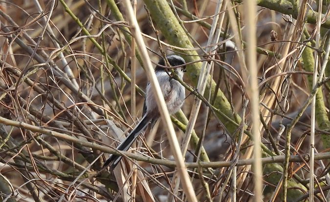 raniuszek (czarnobrewy, ssp. europaeus)  - Artur Staszewski