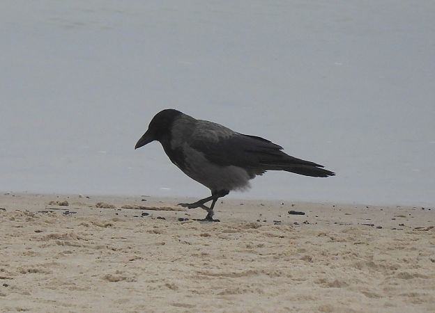 wrona (hybryd siwa x czarnowron)  - Artur Staszewski