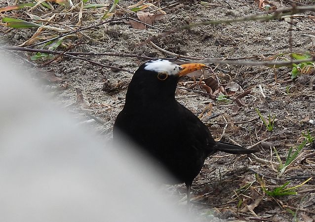 Common Blackbird  - Artur Staszewski