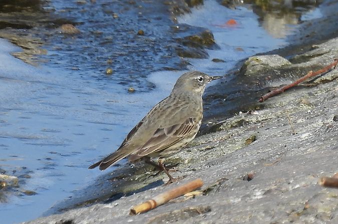 Pipit maritime  - Artur Staszewski