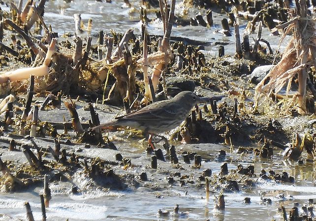Strandpieper  - Artur Staszewski