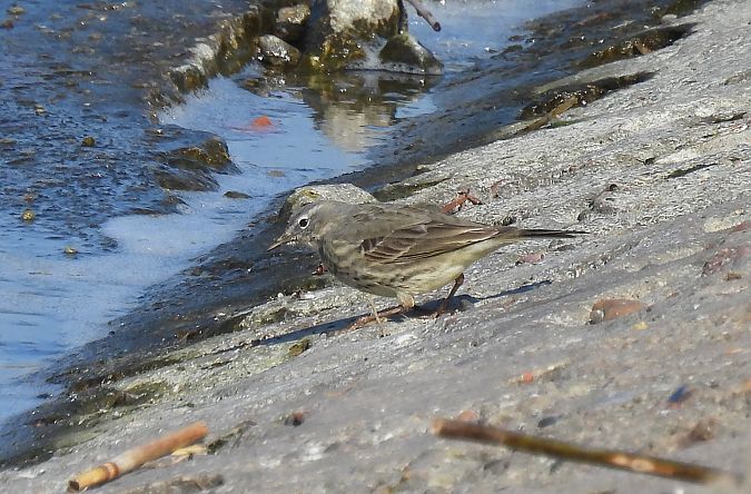 Strandpieper  - Artur Staszewski