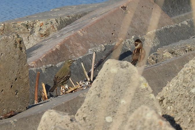 Strandpieper  - Artur Staszewski