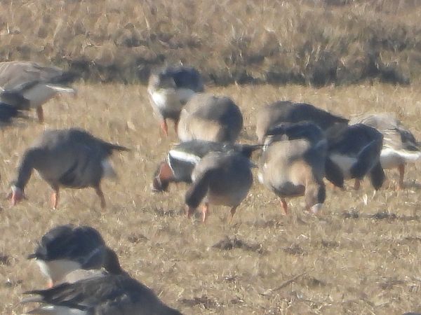 Bernache à cou roux  - Bartosz Smyk
