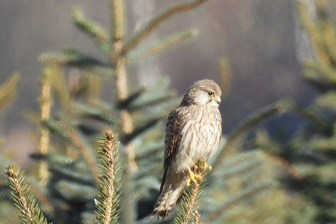 Merlin  - Marek Ziółkowski