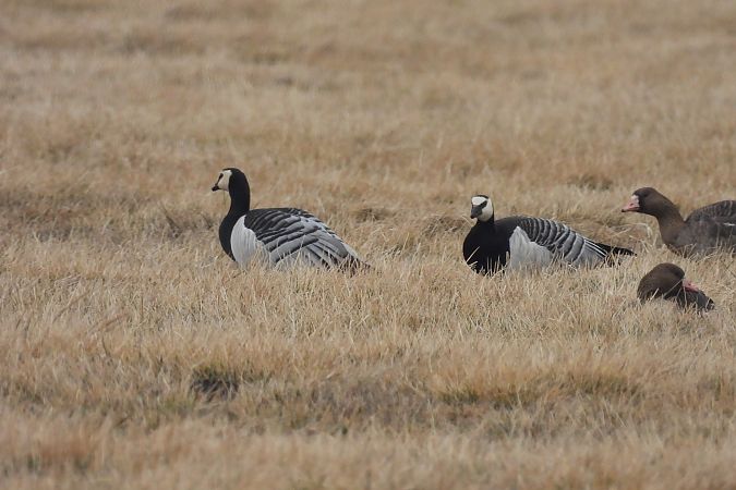bernikla białolica  - Marek Ziółkowski