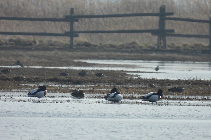 ohar  - Marek Ziółkowski