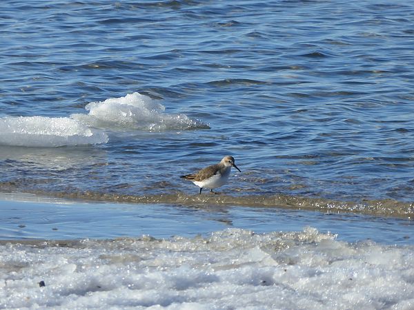 biegus zmienny  - Szymon Kopeć