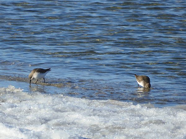 Alpenstrandläufer  - Szymon Kopeć