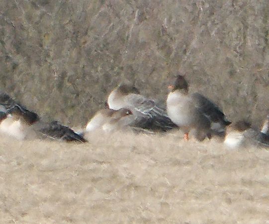 Pink-footed Goose  - Sebastian Kaczorowski