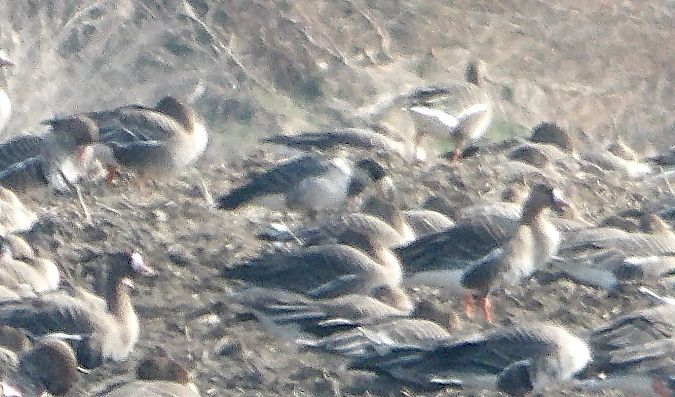 bernikla białolica  - Sebastian Kaczorowski