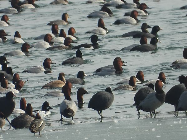 Nette rousse  - Leszek Stankiewicz