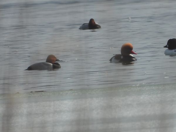 hełmiatka  - Leszek Stankiewicz