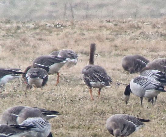 Waldsaatgans  - Tomasz Zarzycki