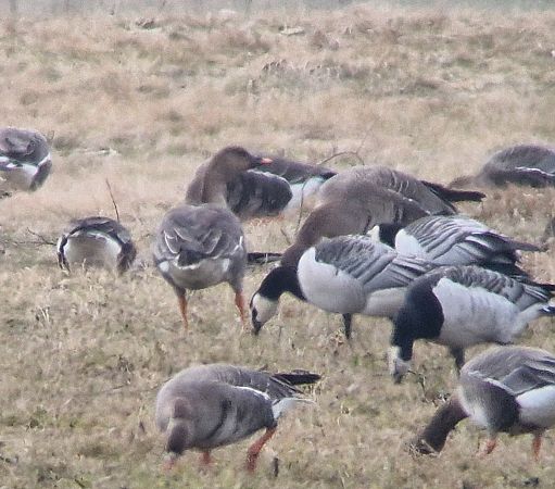 Waldsaatgans  - Tomasz Zarzycki