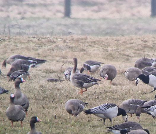 Waldsaatgans  - Tomasz Zarzycki