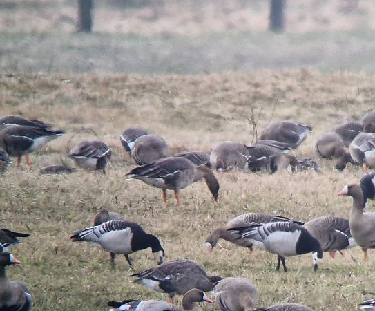 Waldsaatgans  - Tomasz Zarzycki