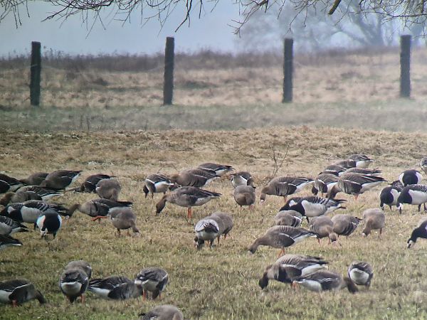 Waldsaatgans  - Tomasz Zarzycki