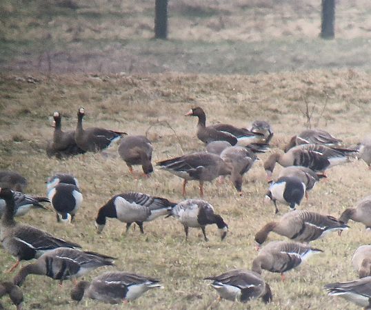 Waldsaatgans  - Tomasz Zarzycki