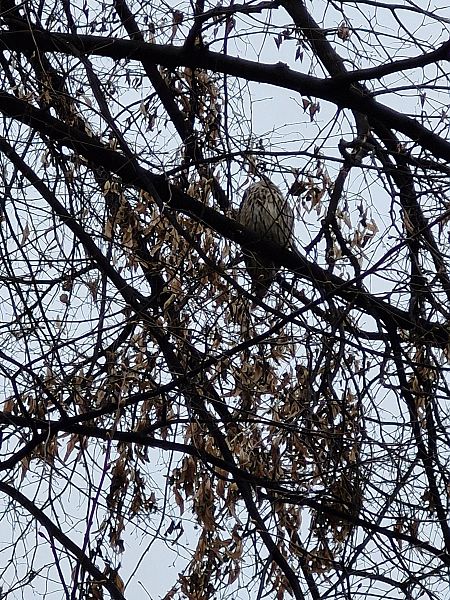 Waldohreule  - Tomasz Zarzycki