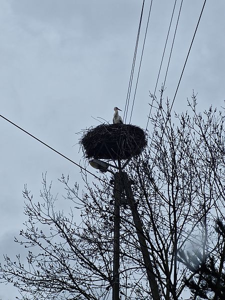 bocian biały  - Tomasz Zarzycki