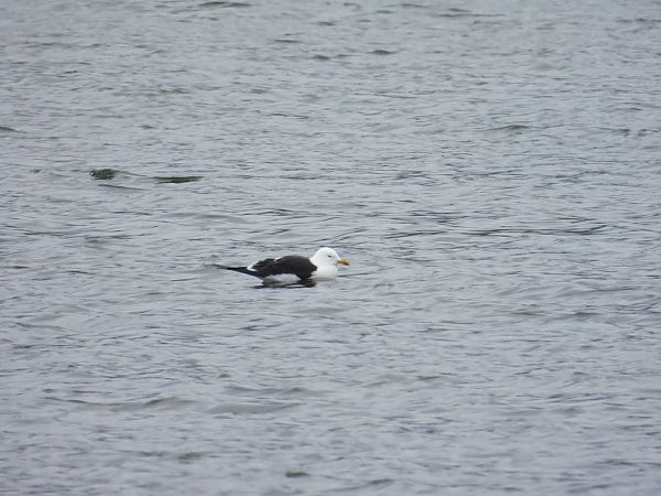 Heringsmöwe (ssp. fuscus) 