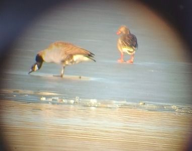 Bernache du Canada  - Grzegorz Lorek