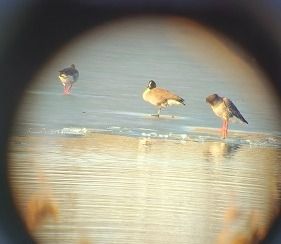 Kanadagans  - Grzegorz Lorek