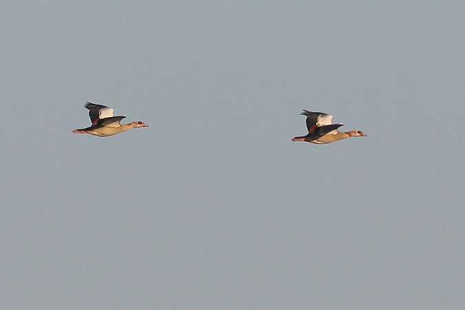 gęsiówka egipska  - Grzegorz Lorek