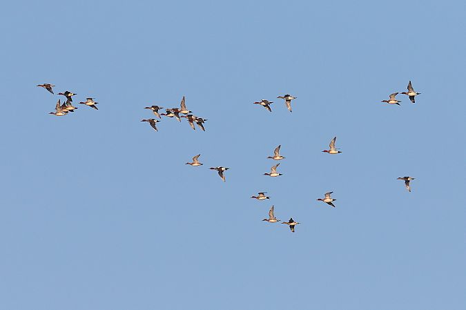 świstun  - Grzegorz Lorek