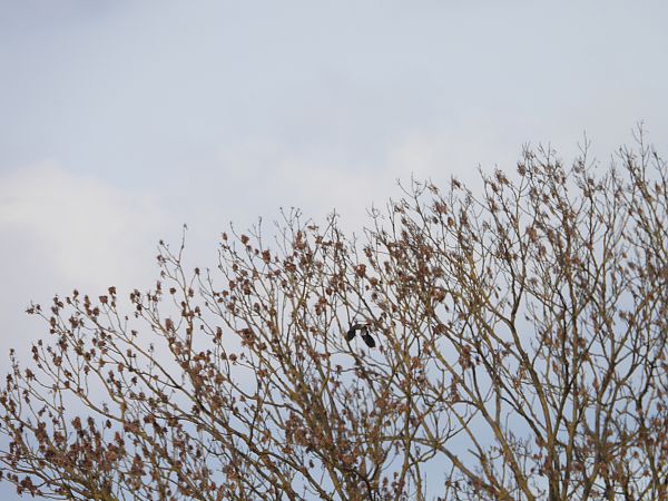 czajka  - Sławomir Karpicki