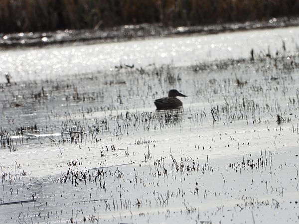 płaskonos  - Sławomir Karpicki